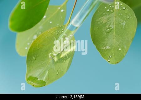 Estratto di olio essenziale di erbe medicinali. Naturale, biologico, bio-cosmetico da erbe e piante per la pelle e la salute Foto Stock