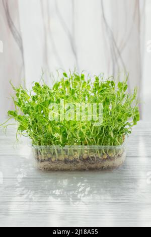 Germogli organici di piselli microfredi che crescono in una scatola di plastica su sfondo bianco. Frash germogli crudi, micro verdi, alimenti sani concetto Foto Stock