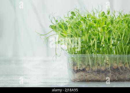 Germogli organici di piselli microfredi che crescono in una scatola di plastica su sfondo bianco. Frash germogli crudi, micro verdi, alimenti sani concetto Foto Stock