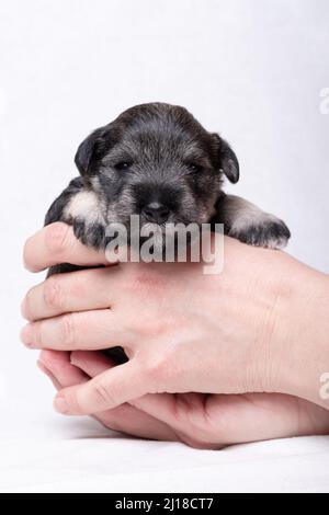 Un piccolo cucciolo neonato in mano al proprietario. Ritratto di un piccolo cucciolo cieco in miniatura schnauzer su sfondo bianco. Cura degli animali domestici. Giornata nazionale dei cuccioli Foto Stock