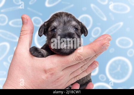 Un piccolo cucciolo neonato in mano al proprietario. Un piccolo cucciolo di schnauzer in miniatura nero sullo sfondo di un orologio sfocato. Cura degli animali domestici. I bambini crescono fas Foto Stock