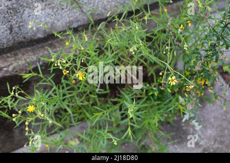 Schmalblättriges Greiskraut, Schmalblättriges Kreuzkraut, Südafrikanisches Greiskraut, Senecio inaequidens, Senecio mieianus, Senecio vimineus, narr Foto Stock