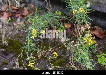 Schmalblättriges Greiskraut, Schmalblättriges Kreuzkraut, Südafrikanisches Greiskraut, Senecio inaequidens, Senecio mieianus, Senecio vimineus, narr Foto Stock