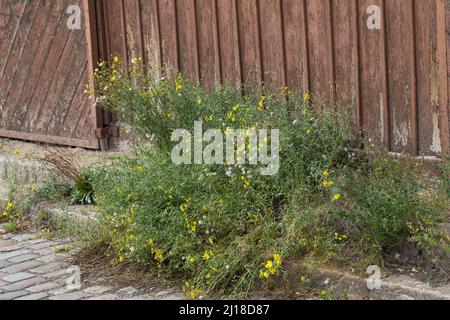 Schmalblättriges Greiskraut, Schmalblättriges Kreuzkraut, Südafrikanisches Greiskraut, Senecio inaequidens, Senecio mieianus, Senecio vimineus, narr Foto Stock