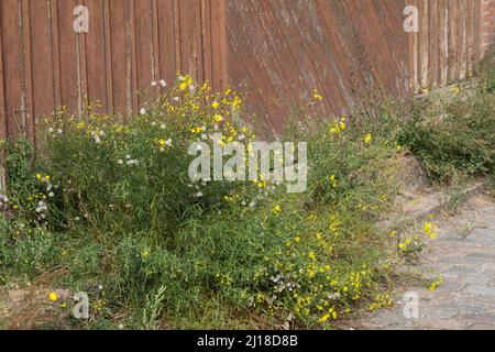 Schmalblättriges Greiskraut, Schmalblättriges Kreuzkraut, Südafrikanisches Greiskraut, Senecio inaequidens, Senecio mieianus, Senecio vimineus, narr Foto Stock