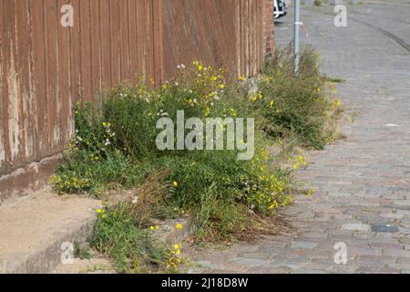 Schmalblättriges Greiskraut, Schmalblättriges Kreuzkraut, Südafrikanisches Greiskraut, Senecio inaequidens, Senecio mieianus, Senecio vimineus, narr Foto Stock