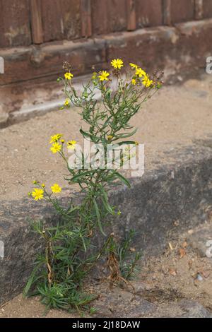 Schmalblättriges Greiskraut, Schmalblättriges Kreuzkraut, Südafrikanisches Greiskraut, Senecio inaequidens, Senecio mieianus, Senecio vimineus, narr Foto Stock