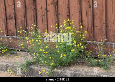 Schmalblättriges Greiskraut, Schmalblättriges Kreuzkraut, Südafrikanisches Greiskraut, Senecio inaequidens, Senecio mieianus, Senecio vimineus, narr Foto Stock