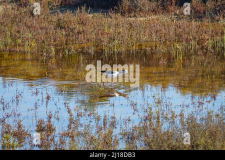 Palafitte dalle ali nere nel Parco Regionale Salinas y Arenales del Mar Menor. Murcia. Spagna. Foto Stock