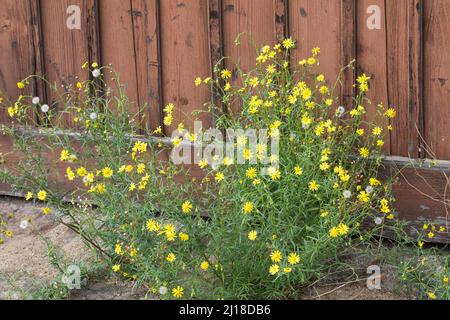 Schmalblättriges Greiskraut, Schmalblättriges Kreuzkraut, Südafrikanisches Greiskraut, Senecio inaequidens, Senecio mieianus, Senecio vimineus, narr Foto Stock