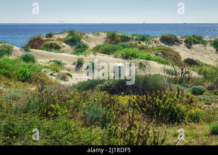 Parco regionale delle saline e banchi di sabbia del Mar Menor. Murcia. Spagna. Foto Stock