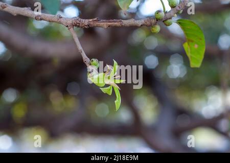 Foglie e frutti nuovi dell'albero di fico durante la primavera Foto Stock
