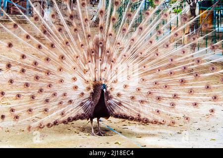 Pavone marrone che svaniscono piume piene Foto Stock