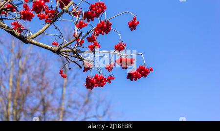 bacche rosse selvatiche pendono su un ramo. bacche di viburnum in inverno. mazzo di bacche rosse primo piano. cespuglio di viburnum. Foto Stock