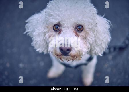 primo piano bianco bichon frisse cane faccia con piercing guardare all'aperto. sfondo sfocato Foto Stock