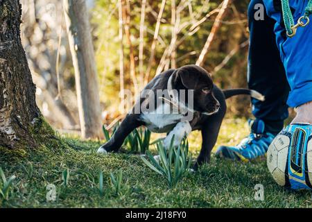 Un dolce scuro misto razza Labrador Retriever e pastore australiano cucciolo cane su prato verde Foto Stock