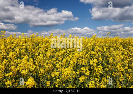 campo di canola sotto cielo azzurro con nuvole. Bandiera Ucraina Foto Stock