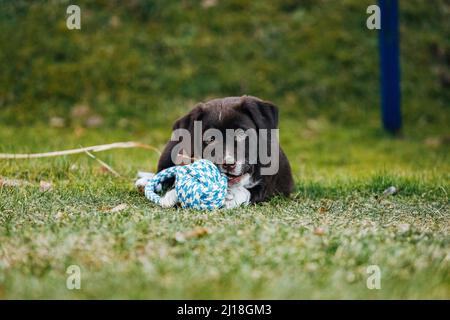 Un dolce nero misto razza Labrador Retriever e pastore australiano cucciolo con zampe su un prato verde Foto Stock