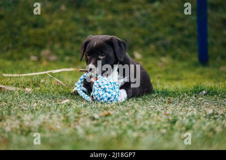 Un dolce scuro misto razza Labrador Retriever e pastore australiano cucciolo con ciglia Foto Stock