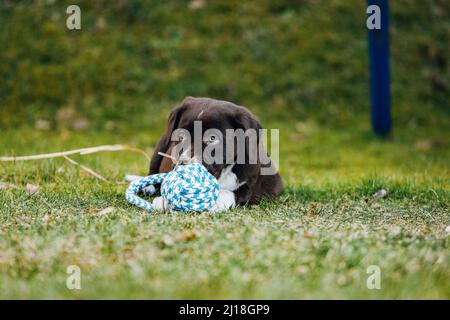 Un dolce nero misto razza Labrador Retriever e pastore australiano cucciolo con zampe su un prato verde Foto Stock