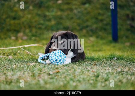 Un dolce scuro misto razza Labrador Retriever e pastore australiano cucciolo con ciglia Foto Stock