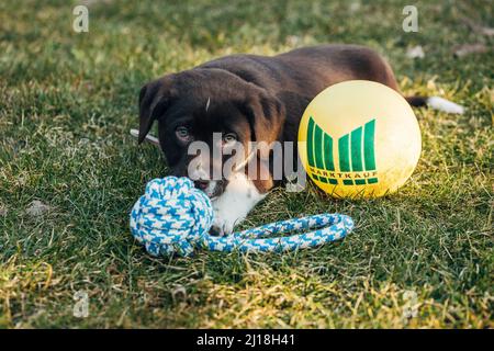 Un dolce cucciolo di pastore australiano e Labrador retriever di razza mista scura con palla gialla Marktkauf Foto Stock