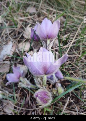 Gruppo di fiori viola di pasque sulla montagna. Fiore di primavera. Foto Stock