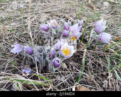 Gruppo di fiori viola di pasque sulla montagna. Fiore di primavera. Foto Stock