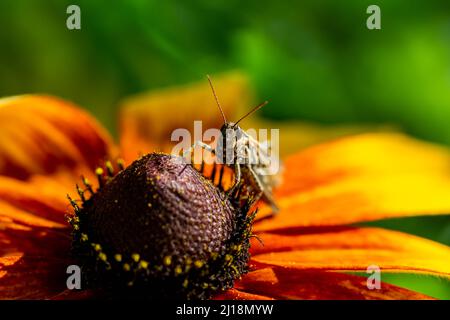 grasshopper che riposa sul fiore di rudbeckia in giardino Foto Stock