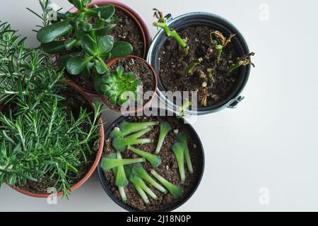 Diversi vasi con specie diverse di piante. Spazio di copia. Vista dall'alto. Foto Stock