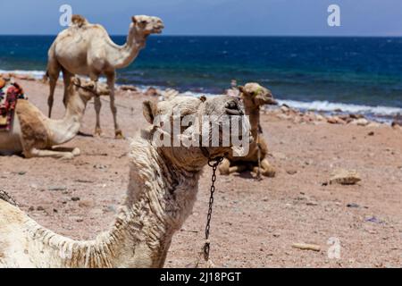 Cammelli caravan riposati vicino al Mar Rosso, Egitto Dahab Sinai Sud Foto Stock