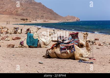 Cammelli caravan riposati vicino al Mar Rosso, Egitto Dahab Sinai Sud Foto Stock