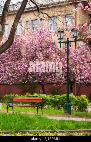 parco urbano in fiore. meraviglioso paesaggio naturale in primavera. sentiero tra gli alberi Foto Stock