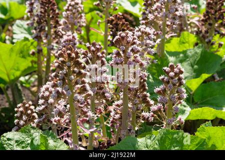 Fiori di primavera viola Bergenia in cottage giardino. Piante violacee per disegno paesaggistico. Nel parco primaverile crescono fiori pittoreschi. Foto Stock