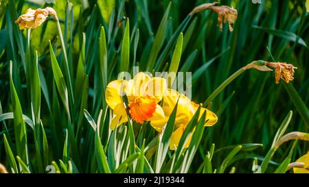 Amazing Yellow Daffodils campo di fiori al mattino luce del sole. L'immagine perfetta per lo sfondo primaverile, il paesaggio floreale Foto Stock