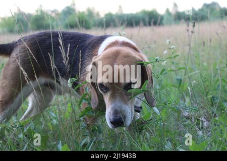 Cane beagle cucciolo sul prato erba giocando. La razza di beagle è bianca con macchie nere e marroni. Razza di cane da caccia. Foto Stock