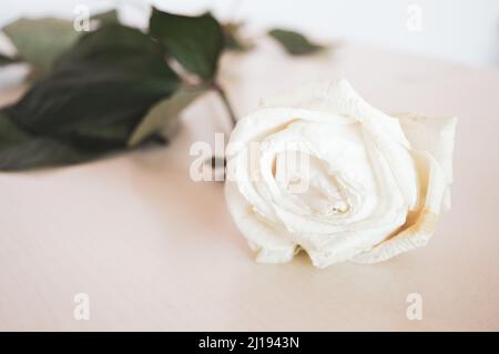 Rosa bianca appassita sul tavolo Foto Stock