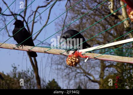 Jackdaw occidentale (Corvus monidula, Coloeus monidula) noci pecking in una rete rossa appesa sulla linea di un ombrello rotante in un giardino olandese. Foto Stock