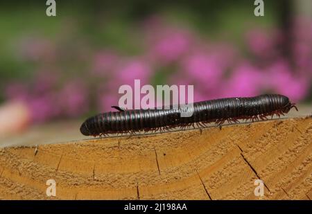 Millipede su Garden Fence all'aperto nel Texas orientale primo piano Foto Stock