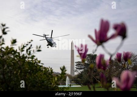 Washington, Stati Uniti d'America. 23rd Mar 2022. Washington, Stati Uniti d'America. 23 marzo 2022. L'elicottero Marine One che trasporta il presidente degli Stati Uniti Joe Biden parte dal South Lawn della Casa Bianca per un breve viaggio alla base dell'aeronautica di Andrews, 23 marzo 2022 a Washington, DC Biden partirà per un viaggio a Bruxelles e in Polonia per continuare a spingere per il sostegno dell'Ucraina. Credit: Erin Scott/White House Photo/Alamy Live News Foto Stock