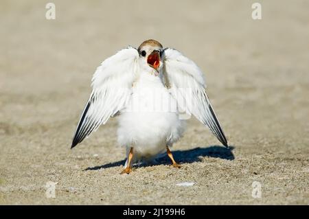 Mendicante di terna (Sternula antillarum) Foto Stock