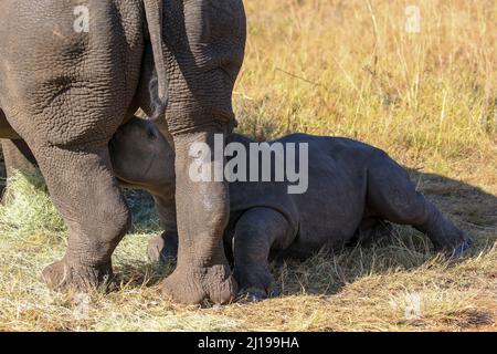 Suckling White Rhino vitello, Parco Nazionale Kruger Foto Stock