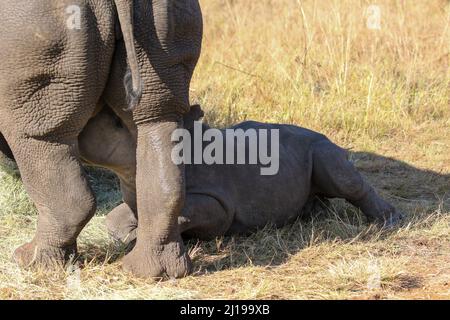 Suckling White Rhino vitello, Parco Nazionale Kruger Foto Stock