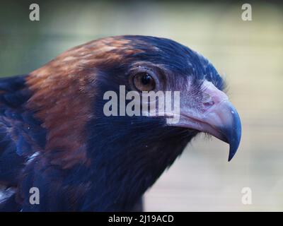 Splendida e incantevole Buzzard alla brace nera con una bellezza spettacolare. Foto Stock