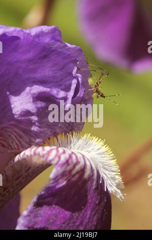 Piccolo Bush Cricket Katydid su Viola Iris primo piano Foto Stock