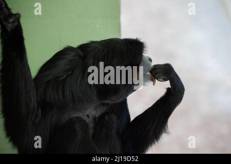 Una scimmia lecca la mano guardando in lontananza davanti a uno sfondo verde e grigio. Foto Stock