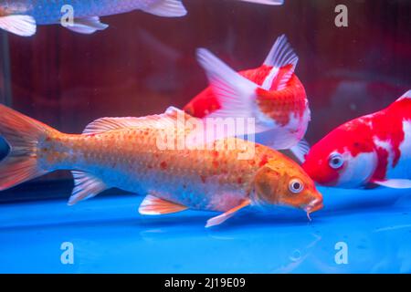 Primo piano della carpa koi grande sollevata in serbatoio di pesce professionale Foto Stock