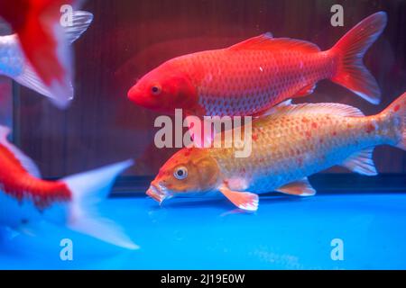 Primo piano della carpa koi grande sollevata in serbatoio di pesce professionale Foto Stock