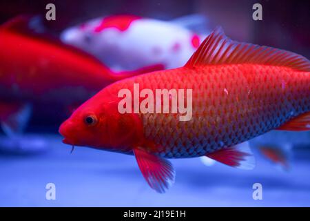 Primo piano della carpa koi grande sollevata in serbatoio di pesce professionale Foto Stock