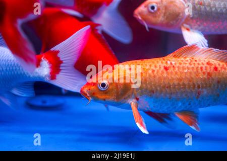 Primo piano della carpa koi grande sollevata in serbatoio di pesce professionale Foto Stock